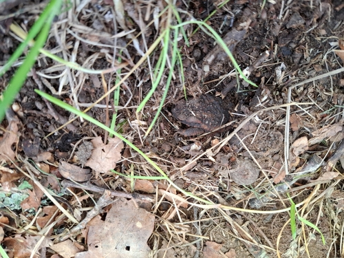 European Toad