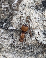 Pseudomethoca sanbornii