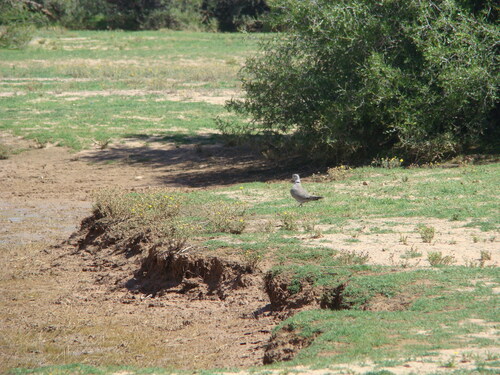 Eurasian Collared-Dove