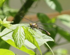 Ophiogomphus susbehcha