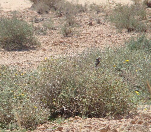 Whinchat