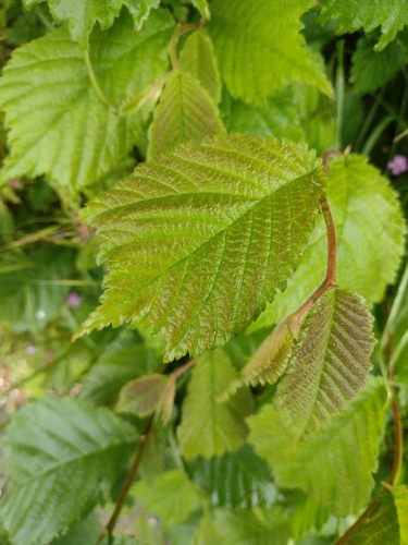 Wych Elm