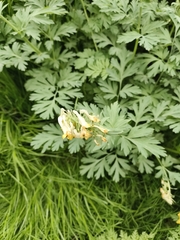 Corydalis nobilis, photograph (c) Ксения Волянская, some rights reserved (CC BY)
