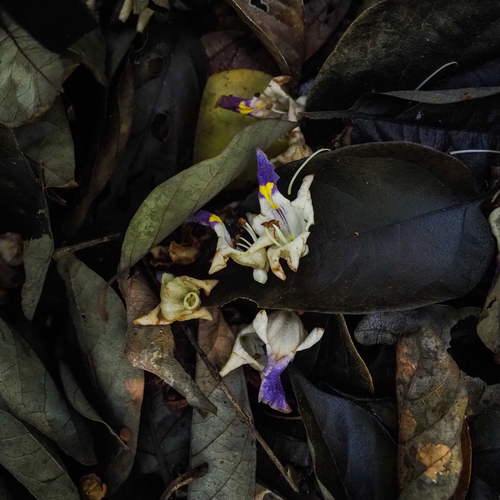 Gmelina fasciculiflora observed 2025-11-18