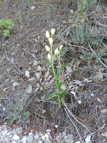 white helleborine