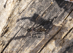 Gasteruption brachyurum