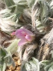 Astragalus tridactylicus