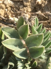 Astragalus shortianus