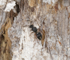 Ephutomorpha lateralis