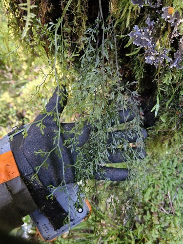 Hymenophyllum pulcherrimum observed 2026-05-16