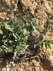 Astragalus shortianus