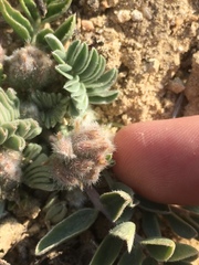 Astragalus shortianus