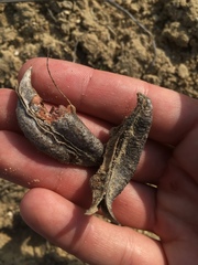 Astragalus shortianus