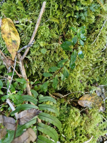Anaphalioides hookeri, photograph 4