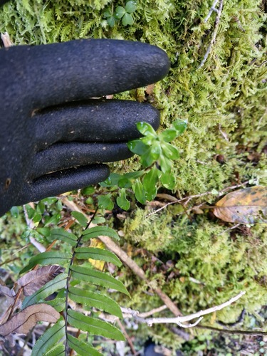 Anaphalioides hookeri, photograph 5