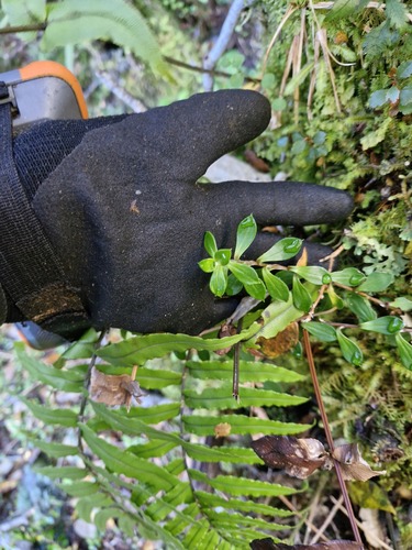 Anaphalioides hookeri, photograph 6