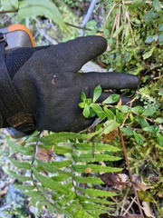 Anaphalioides hookeri, photograph (c) Irisa Hudson, some rights reserved (CC BY)
