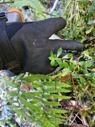 Anaphalioides hookeri, photograph 3