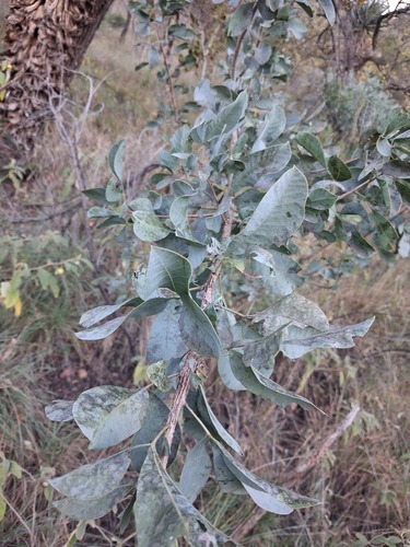 Blue Currantrhus