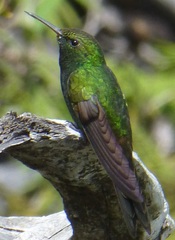 Riccordia swainsonii