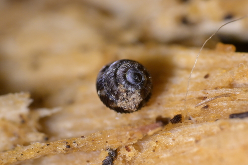 Phenacharopa novoseelandica, 2026-05-13