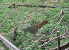 Laterallus leucopyrrhus