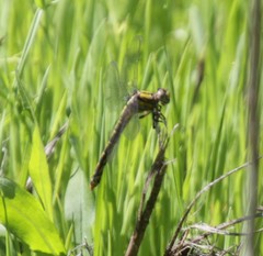 Ophiogomphus susbehcha