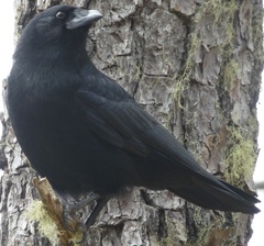 Corvus palmarum