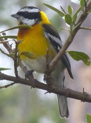 Spindalis dominicensis