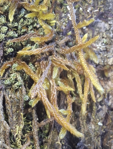 Orthostichella pandurifolia, 2026-05-14