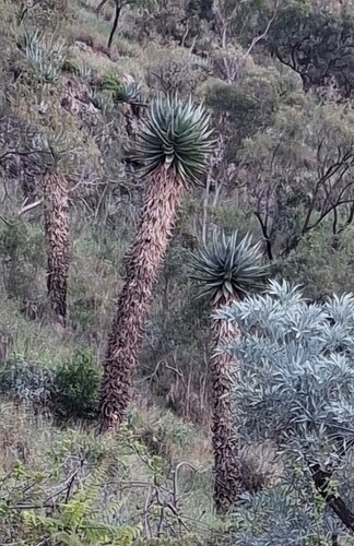 mountain aloe