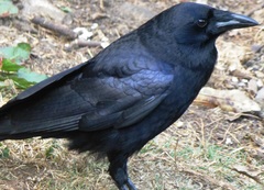 Corvus palmarum