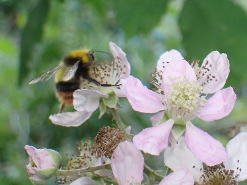 Early Bumble Bee photo 4