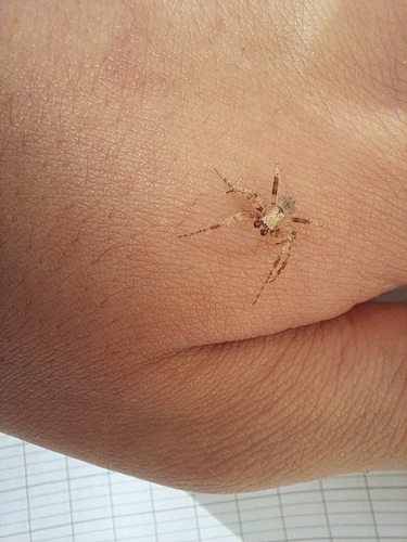Common Hairy Field Spider