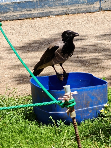 Hooded Crow