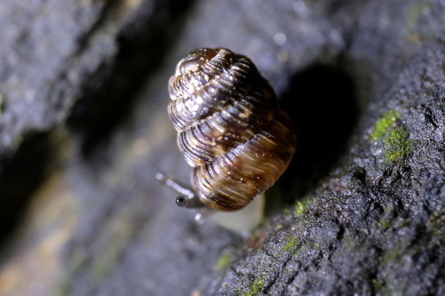 Phenacharopa novoseelandica, 2026-05-13