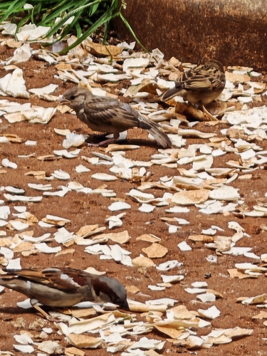 House Sparrow