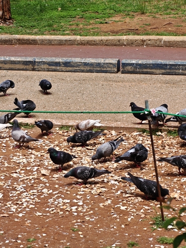Feral Pigeon