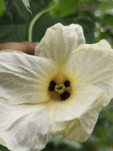 Momordica subangulata (Momordica subangulata)