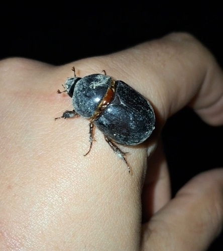 Pentodon algerinus dispar