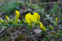 Chamaecytisus ratisbonensis