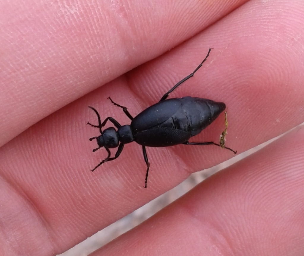 Epicauta parvula