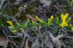 Chamaecytisus ratisbonensis