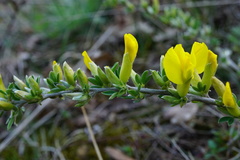 Chamaecytisus ratisbonensis