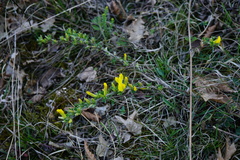 Chamaecytisus ratisbonensis