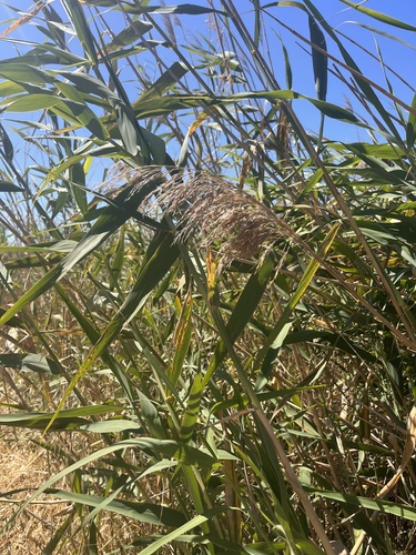 common reed