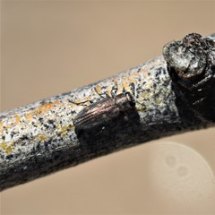 Chrysobothris lateralis