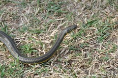 Helicops infrataeniatus