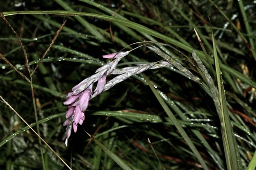 Dierama argyreum, photograph 4