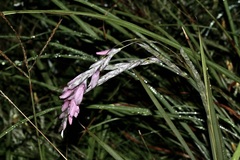 Dierama argyreum, photograph (c) Dr. Alexey Yakovlev, some rights reserved (CC BY)